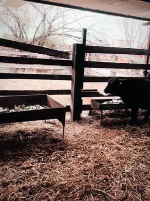 Some of our cows and calves #fyp #foryoupage #foryou #cowboy #ranch #diazranches #cows #bulls #farmlife #Love #animals #mexico #coahuila #ganaderos