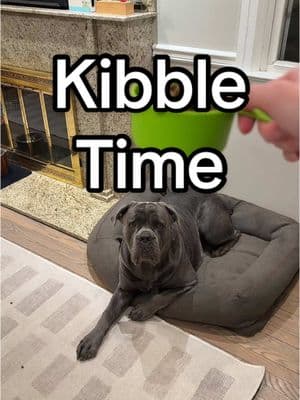 Free enrichment 👍🏻 not everything has to be complicated #dogfeeding #canecorso #italianmastiff #puppy #dogtok #fypシ゚viral #fyp #onepiece #anime #whatifeedmydog @Open Farm Pet 