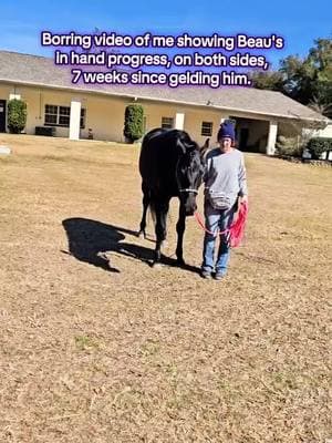 I love this horse so much. ♥️ 🙏 #apbeauregard #oldenburg #halfarabian #blackhorse #equestrian #horsetraining #groundwork #equestrians #horseworld #besthorse 