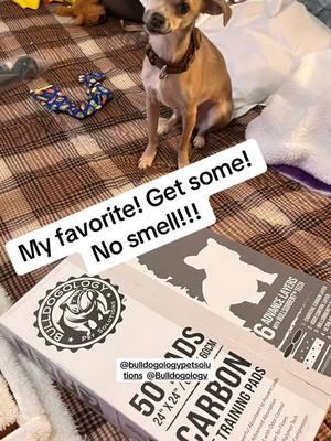 ###bulldogology #perpads #charcoal #nosmell #nostains #amazing #emilio #foryoupage #romeyknowsbest 