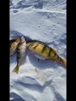 icefishing lunch break on Mille Lacs! the perch bit is HOT 🔥 @Beachside Resort #icefishing #millelacslake #millelacs #fishing #perch #ice #mn #winter #minnesota 