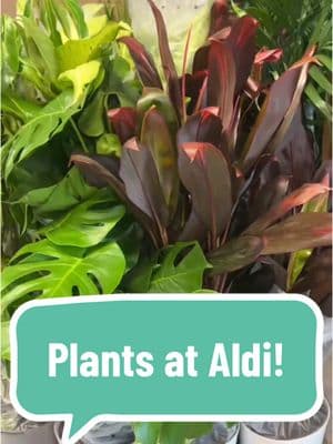 Ok if you need a reason to go to Aldi this week HERE YA GO! #aldi #aldifinds #aldiusa #alditiktok #fyp #foryou #shopping #shopwithme #plants #planttiktok #PlantTok #gardening #houseplants #plantlover 