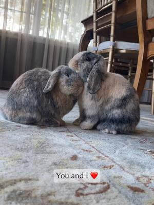 A simple love story between two little buns ❤️ #buntok #petrabbit #petbunny #rabbit #buntok #rabbitsoftiktok #bunny #bunnycare #pets #PetsOfTikTok #freeroam #freeroambunny #freeroaming #bunnies #rabbits #pet #cute #cutebunny #cuterabbit #rabbitfood #hollandlop #fyp #bunnylove #funnybunny #funnypets #bunnylove #bunnymom #petmom #bunmom #petparent #POV 