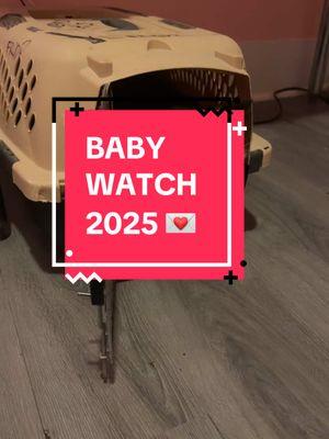 Baby Watch 2025 💌 #cats #cattok #fostercat #spayandneuter #spayandneuteryourcats #kittens #catrescue #animalrescue 