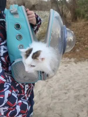 Feather wanted to know why those fancy pants #cats were carried around on the #beach like #royalty while she had to walk. #followingfeather #kitty #catcarrier #fluffycats #southampton #beaches #cryderbeach #shetlandsheepdog #shelties #dogs #fieldofdreams 