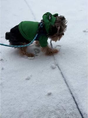 Little Chip’s first snow! Do you think he liked it??? #firstsnow #babysfirstsnow #snowinthesouth #chipthetinyyorkie #tinyyorkies #yorkiesoftiktok #dogtok #wildman #chip 