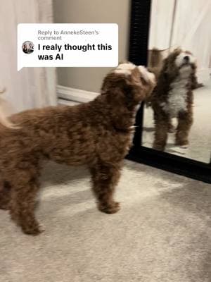 Replying to @AnnekeSteen  When I gaslight myself into thinking I’m AI so take a trip to the mirror… #iamreal #ai #artificialintelligence #blueeyedbaby #silly #blueeyedcavapoo #trending #thislittlelife #velcrodog #velcrobaby #velcrodogs #fyp #fy #f#foryou #tiktok #youtube #facebook #instagram #viraltiktok #viral #OOTD #tips #dogsoftiktokviral #dogsoftiktok #cavapoosoftiktok #france #french #spanish #spain #japan #japanese #cavapoo #cute #cutestdogs #cutestdogsoftiktok #usa #texas #ohio #florida #california 