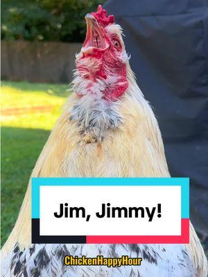 Frankie calls to #jim #jimmy #james #rooster #memesdaily #chickens #funnyanimals #chickenhappyhour  