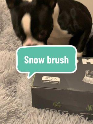 ❄️ brush to help mom and dad with the Midwest weather #bessietheboston #eddietheboston #winnietheboston #snow #snowbrush 