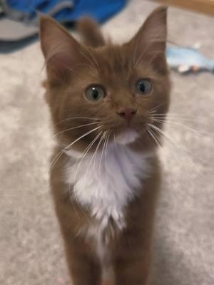 My cinnamon ragdoll being cute #catmom #catlover #ragdollcat #ragdollkitten #kittycat #browncat 