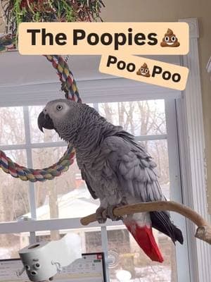 I like to announce my💩💩Poopies😆🤗Feel my love everyday - get my Symagirl merch today! I have adult and kids Ts, hoodies and mugs! LINK IN BIO! Scroll when you’re there to find more of your favorite Symagear! #symontheafricangreyparrot #talkingparrot #babyparrot #congoafricangrey #africangrey #africangreyparrot #parrotsofinstagram #africanparrot #petsofinstagram #birds #cag #talkingbird #crazybird#birdsofinstagram #sillybird #parrots #pets #redbuttchicken #funnyparrot  #crazyparrot #smartbird #happyparrot #talkingbird #africangreyparrot #parrots #africangrey #parrot #parrotsofinstagram #bird #parrotlife #birds #amazonparrot #greyparrot #parrotlover #parrotlovers #birdsofinstagram #parrotlove #africangreyparrots #birdlife #parrotgram #talkingparrot #lovebirdlovers #ヨウム #birdphotography #macaw #africangreysofinstagram #parrotsofig #macawsofinstagram #cockatoo #birdstagram #symontheafricangreyparrot #babyparrot #congoafricangrey #africangrey #africangreyparrot #parrot #parrotsoftiktok #africanparrot #africanparrots #parrotsoftiktok #greyparrots #africangreysoftiktok #symonpapps #congoafricangreysoftiktok #cag #talkingparrots #talkingparrot #parrotlovers #parrotlife #funnyparrot #talkingbird #africangreylover #bird #funnyparrot #crazyparrot #Africangreyparrotsoftiktok #girlpower #learningtotalk #educatedparrot #alextheparrot #fyp 