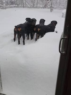 🤭🐾❤️❄️ #thisisbullshit #fypviral #viralvideo #PetsOfTikTok #rottweilersoftiktok #dogsoftiktok #rottweilermom #foryourpage #rotties #fyp #fyyyyyyyyyyyyyyyy #winter 