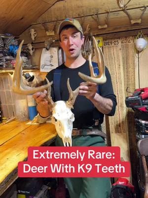 Less than 1% of deer in the US have K9 teeth present in their upper pallet and that number is even lower here in NH. This slammer of a NH buck was 3.5 years old with an impressive rack and K9 teeth. This is a genetic trait left over from times when whitetail had fangs to protect them from predators and compete for mates. It still pops up from time to time as a recessive trait but most hunters will never see one in their hunting career #deer #whitetail #ecology #wildlife #hunting #euromount #freedommount #newenglandnaturals 