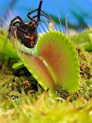 The Venus fly trap didn't achieve a clean catch, but when those traps hit hyper mode NOTHING WILL GET AWAY!!👹👹👹 #carnivorousplant #tropicalplants #venusflytrap #flytrap #nepenthes #drosera #sundew #cephalotus #sarracenia #pitcherplant #plants #houseplants #tropical #exoticplants #rareplants #australianpitcherplant #garden #exotic #asianpitcherplant #stickyplant #flowers #greenhouse #grow #carnivore #hungryplants #greenthumb #nature #swamp #capensis #cephalotusfolicularis