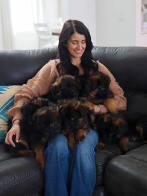 What’s not to love when you’re surrounded by a bunch of adorable puppies? 🐾❤️ Pure joy, endless cuddles, and tiny paws everywhere! #PuppyLove #GermanShepherdPuppies #HughstonGSD #HughstonGermanShepherds #GermanShepherds #longcoatgermanshepherd #longcoatgsd #BreederLife #GSDbreeder 