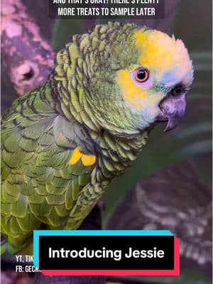 Jessie, the 23 year old blue fronted Amazon parrot, is making her big debut with a fresh bath and a new chapter in life. She was loved and cared for, but her family was no longer able to keep her due to age and failing health. #parrotsoftiktok #rescueparrots #petbirds #amazonparrot 