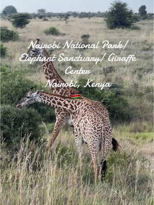 You cannot visit Nairobi Kenya without doing a Safari! #wildlife #safari #kenya #nairobi #africa #africansafari #nairobinationalpark #giraffemanor #giraffecenter #elephantsanctuary 