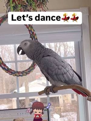 You wanna dance? Let’s dance💃🦜Feel my love everyday - get my Symagirl merch today! I have adult and kids Ts, hoodies and mugs! LINK IN BIO! Scroll when you’re there to find more of your favorite Symagear! #symontheafricangreyparrot #talkingparrot #babyparrot #congoafricangrey #africangrey #africangreyparrot #parrotsofinstagram #africanparrot #petsofinstagram #birds #cag #talkingbird #crazybird#birdsofinstagram #sillybird #parrots #pets #redbuttchicken #funnyparrot  #crazyparrot #smartbird #happyparrot #talkingbird #dancing #dancingparrot #letsdance Funny African Grey Parrot video Types of African Grey Parrots Teaching a parrot to talk African grey bird Parrot Learning to talk Best African Grey Talking Parrot African Grey Parrot Sounds Funny Talking Birds African Grey Playing Alex the talking Parrot Irene Pepperberg Parrot Education African Parrot Videos African Grey Parrot sounds talking Birds having fun Birds of TikTok How do parrots talk Birds videos why do parrots dance #babyparrot #congoafricangrey #africangrey #africangreyparrot #parrot #parrotsoftiktok #africanparrot #africanparrots #parrotsoftiktok #greyparrots #africangreysoftiktok #symonpapps #congoafricangreysoftiktok #cag #talkingparrots #talkingparrot #parrotlovers #parrotlife #funnyparrot #talkingbird #africangreylover #bird #funnyparrot #crazyparrot #Africangreyparrotsoftiktok #girlpower #sillyparrot #babyparrot #talkingparrot #congoafricangrey #africangrey #africangreyparrot #parrot #parrotsofinstagram #africanparrot #africanparrots #parrotsofinstagram #greyparrots #africanparrotsofinstagram #symontheafricangreyparrot #Love#africangreyparrotsofinstagram #petsofinstagram #birds #cag #talkingbird #crazybird #playbird #crazybird #birdsofinstagram #sillybird #parrots #happybird #talkingparrot #cag #birdlover #crazy #parrot #africangreyparrot #babyparrot #bird #parrotlife #africangrey #crazyparrot #funnyparrot #parrot #birds #parrots #africangreyparrots #parrotsong #parrottalking #parrotlover #parrotvideo #parrotvideos #starwars #starwarstheme #letsgo #iloveyou #givemeakiss #Love #apples #grapes #kiss #bigkiss #backtowork #amazonparrot #yellownapedamazon #dirtybird #bananas #fyp