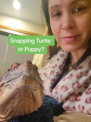 #spikey #snappingturtle #commonsnappingturtle #chelydraserpentina #reptile #turtle #snappingturtle #dinosaur #tinydiny #shellpuppy #fyp 