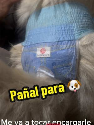 #HONEYCARE #ForEveryCare #ForEveryPaw #dogdiapers #disposablepetdiapers #dog #dogs #TikTokShop @HoneyCare Pets 