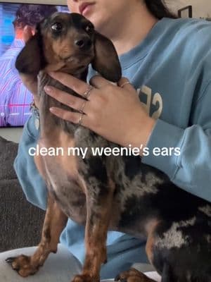 adding this to her monthly to do’s checklist 🐾 #cleandogs #cleanears #foryou #fyp #dogears #dogearcleaning #dogmom #doglover #weenie #weeniedog #floppy #floppyears #doglover #dogloversoftiktok #cleandog @H-E-B