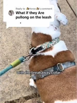 Replying to @🐴Horse🐴 #dogs #dogcollar #dogsoftiktok #dog #breakaway #breakawaycollar 