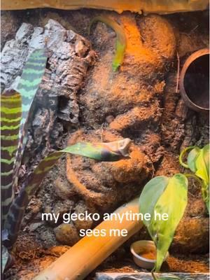 HUBERTTT super shy and scaredy cat #reptile #reptiletank #enclosure #plants #reptiles #amphibians #plantedtank #plants #bioactive #bioactiveenclosure #terrarium #reptileenclosure #reptiletank #lizard #lizardenclosure #lizardtanksetup #golddustdaygecko #gecko 