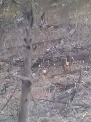 Just some clips from 2024 kiabab muzzleloader hunt🤟👌 #ACOhunts #muledeer #muleyfreak #deerhunting #huntaz #muzzleloader #westernhunting #swarovskioptik #ollin #BOTW 