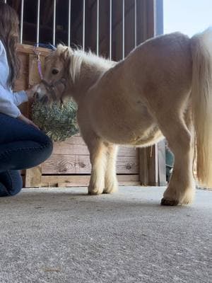 From big yesterday to little today. This one is going to require me to get down on the ground. 🙃 @Buttin Heads Ranch #buttinheadsranch #horse #minihorse #equine #hoofcare #fyp #northcarolina #worklife #horsetok #worklife 