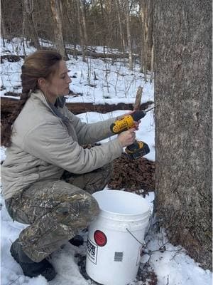 DAY 1 OF MAPLE TAPPING SEASON: How to tap maple trees for maple syrup! 🙌  #maplesyrup #maplesyrupseason #mapletapping #homestead #liveofftheland 