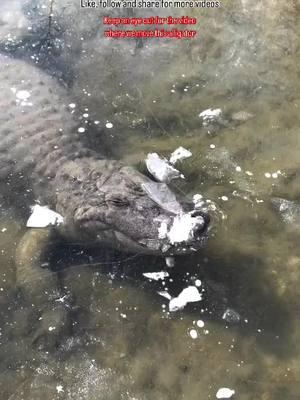 Alligators can sometimes get caught under the ice when temperatures drop. To survive, they enter a state of brumation, slowing their metabolism until conditions improve. That’s exactly what this alligator is doing here! 🐊❄️ {X} @DailyLoud #alligator #gatorfarm #coloradogatorfarm #colorado #evergladesholidaypark