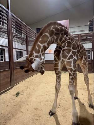 Biggggg stretch for Finn!  #finnthegiraffe