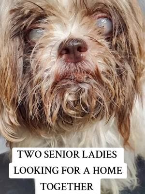 BONDED LADIES 10 YEARS YOUNG are looking for a home. Big thank you to Christina Keller for helping them feel better ♡ #goldengirls #seniordogs #makeover #nomoresadkitties #dogs @Christina M. Keller 