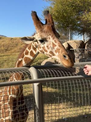 #thelivingzoopalmdesert #canipetthatdog #girrafe 