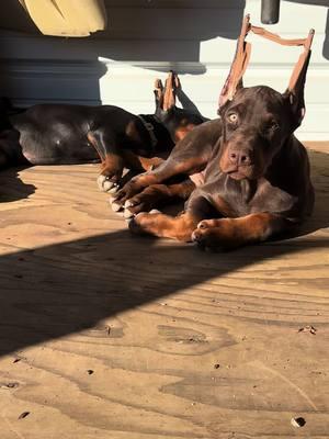 Getting a little 🌞 #doberman #puppytiktok #dobermanlove #life #dobermangang 