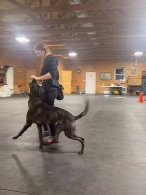 Kaysa working on problem solving her heeling during our live #CapCut #workingdog #ifitaintdutchitaintmuch #highdrivedog #workingk9  