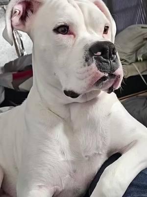 #dog #dogs #dogsoftiktok #dogoftiktok #boxer #boxerdog #boxerdogs #boxerdogsoftiktok #whiteboxer #whiteboxerdog #funnyvideo #funnymoments #funnytiktok #dogtrend #dogtrends #dogfunny #dogfunnyvideo #fy #fyp #fypシ 