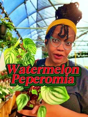 Struggling with your Watermelon Peperomia? You’re not alone! This beautiful plant can be tricky at first, but once you understand its care needs, it can become one of the easiest and fastest-growing plants in your collection. #WatermelonPeperomia #HouseplantCare #PeperomiaCare #IndoorPlants #HouseplantTips 