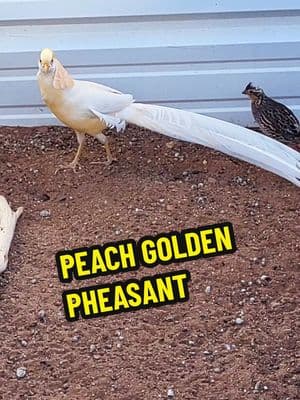 My make Peach Golden pheasant with his female Bobwhite Quail buddy.  #birds #gamebirds #farmanimal #birdwatching #birdphotography #birding #fyp #birdlife #wildlife #instagood #instagram #naturephotography #wildlifephotography #quail #pheasants #ducks  #peachgolden #aviculture #aviculturist #galliformes #birdlover  #chickens #peacocks #farm #farmlife #viral #cute #fyp