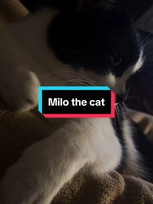 #MiloTheCat #tuxedocat #tuxedocatsoftiktok #tabbycat #catsoftiktok #purrfect #cat #meow #tabbycatsoftiktok #catlover #catlove #catlife 🐾😍😘