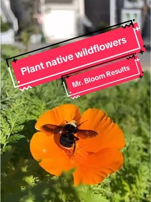 Bee Sow Crazy 💐Plant native wildflowers this year! 🐝 Rains coming! 🌧️🌧️🌧️ #GuerrillaGardening #PlantTok #gardentok #beetok #flowertok #conservation #restoration 