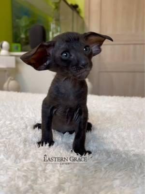 Идеальная🦇мышь #eastern_grace_cattery #catlover #cats #catsoftiktok #oriental #cat #pet #pets #PetsOfTikTok #cute #cutebaby #kittensoftiktok #kitten #meowdance #meow #cutecat #dogs #рекомендации #хочуврек #animals #katzen #kedi #gatos #amazing #neko #dog #chihuahua