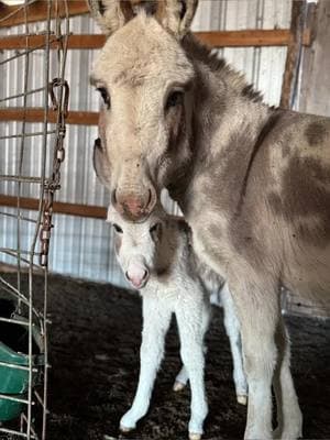 Mommas watching you! Don’t touch her precious baby ❤️ #minidonkey #minidinkeysoftiktok #donkeysoftiktok #donkey #spotteddonkey #babydonkey #babydonkeycuteness ##minidonkeylife