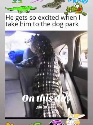 #onthisday #throwbackmeme #throwbackthursday #gator #fyp #meme #fy #fypシ゚viral #fypツ♡ #fypツ #goviral #followingpage #fypツシ #foryoupage #fypシ゚ #foryourpages #🖤fypシ゚viral #foryourpage #trending #memes #fypagee 