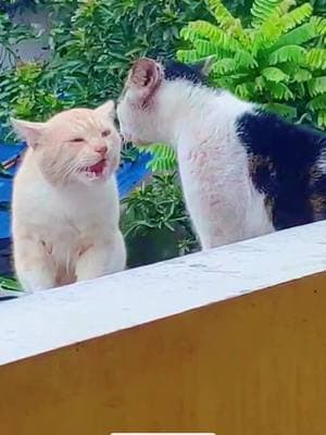 The cats on the roof.#cats #cutecats #foryou #funnytiktok #funnyvideos #usa #funnyanimals #fypシ #cute #funnycat #catlover #funnypets #viral #funny 