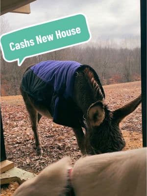 Cash’s new house🥰#cashthedonkey #gratitude #farmlife 