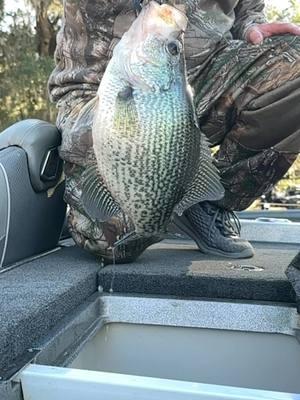 2.85 black crappie from Talquin #crappie #crappiefishing #fyp #florida #talquin #foryoupage #fishtok #addiction #january #foryou #crappiemasters #magnoliacrappieclub 