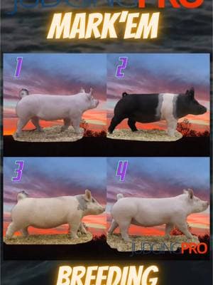 Mark’Em  Breeding Gilts #fyp #judgingpro #stockshow #showcattle #livestock #livestockjudging #livestockshow #agriculture #stockshowlife #fluffycow #showgoats #showpigs #showlambs #livestockjudgingpractice 