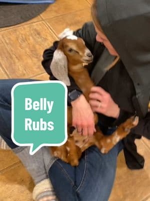 Our neighbor discovered our goat likes belly rubs, who knew? #bellyrubs #rubmybelly #bellyrubsarelife #babygoat #jocelyn #babygoats #hobbyfarmlife #thatgoatmama #housegoat #goatkids #goatlife #goats #hobbyfarm 