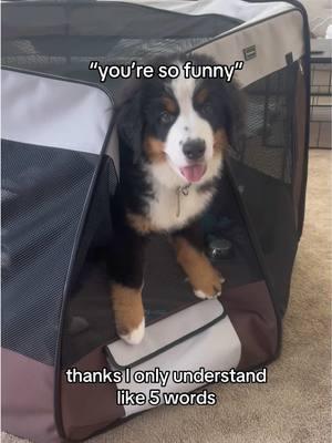 😋 #youresofunny #puppy #bernesemountaindog #nashtheberner #sillypuppy 